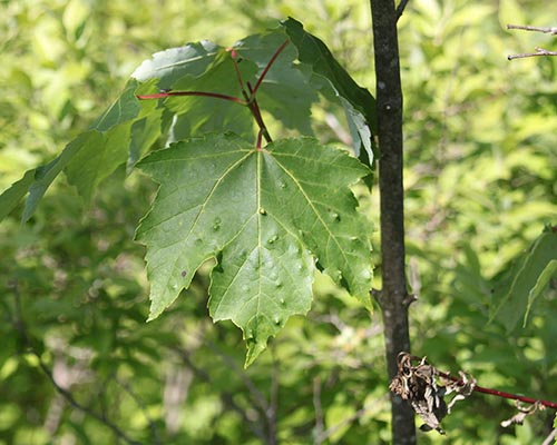 Red maple